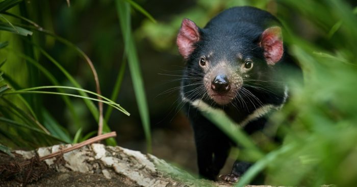 Photograph accompanying A premolar fragment closes the Pilbara gap in the Tasmanian devil's mainland record