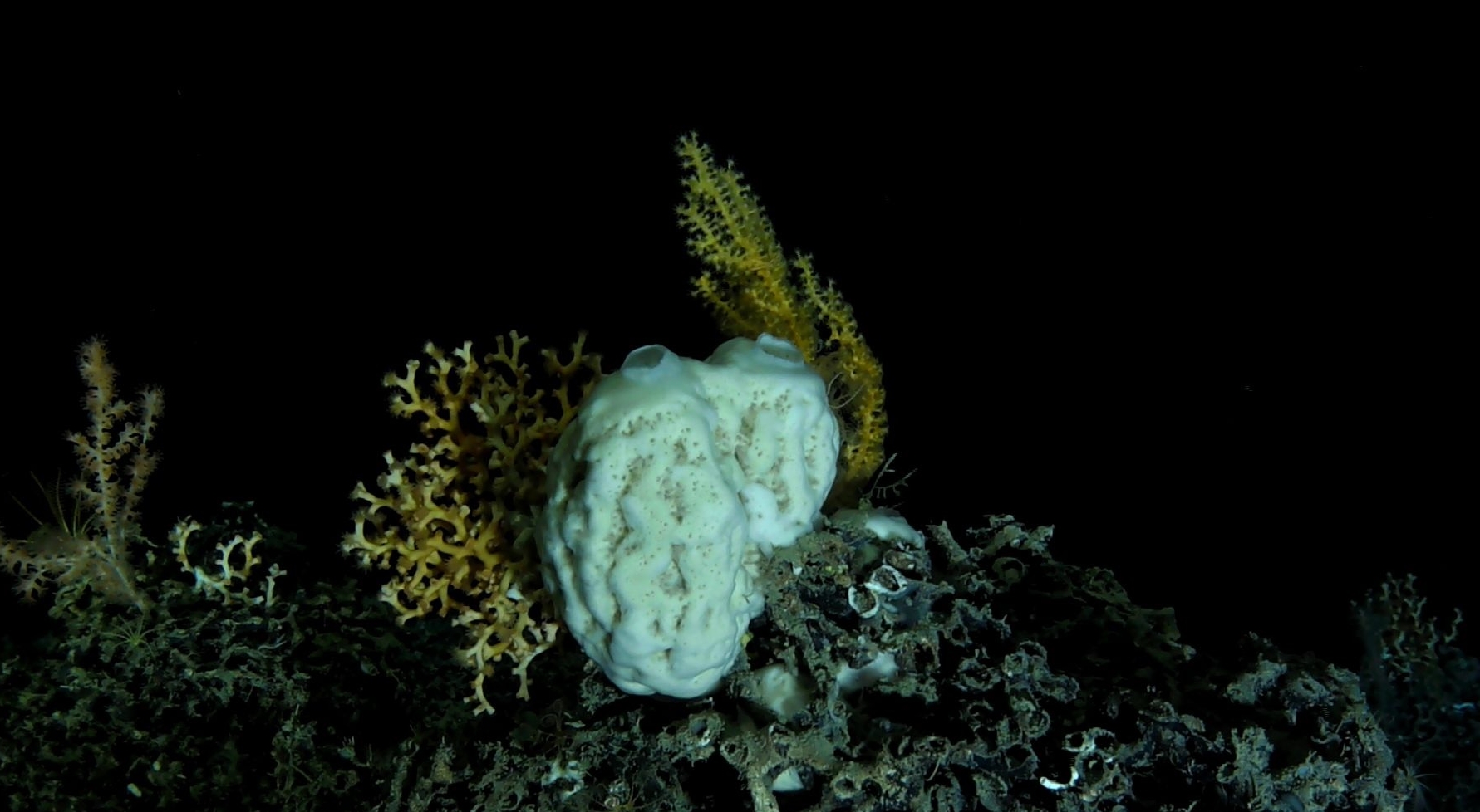 The deep-sea sponge Calyx sp. in its natural habitat