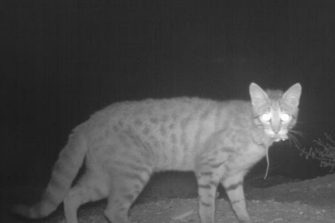 A feral cat with a native marsupial in its mouth. Our DNA analysis shows native species are likely being eaten at a higher rate than we thought. Katherine Moseby