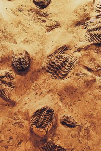 Detailed view of trilobite fossils embedded in sedimentary rock, showcasing ancient marine life.