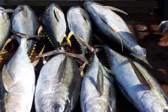 Commercially caught tuna landed by a Pacific longline vessel. 
