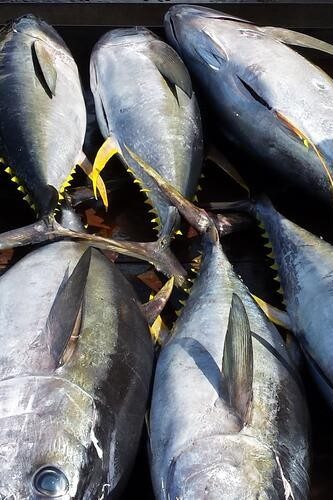 Commercially caught tuna landed by a Pacific longline vessel. 