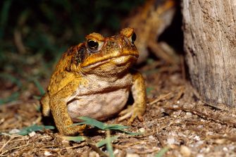 An introduced pest, a cane toad feeds on insects under a street light.