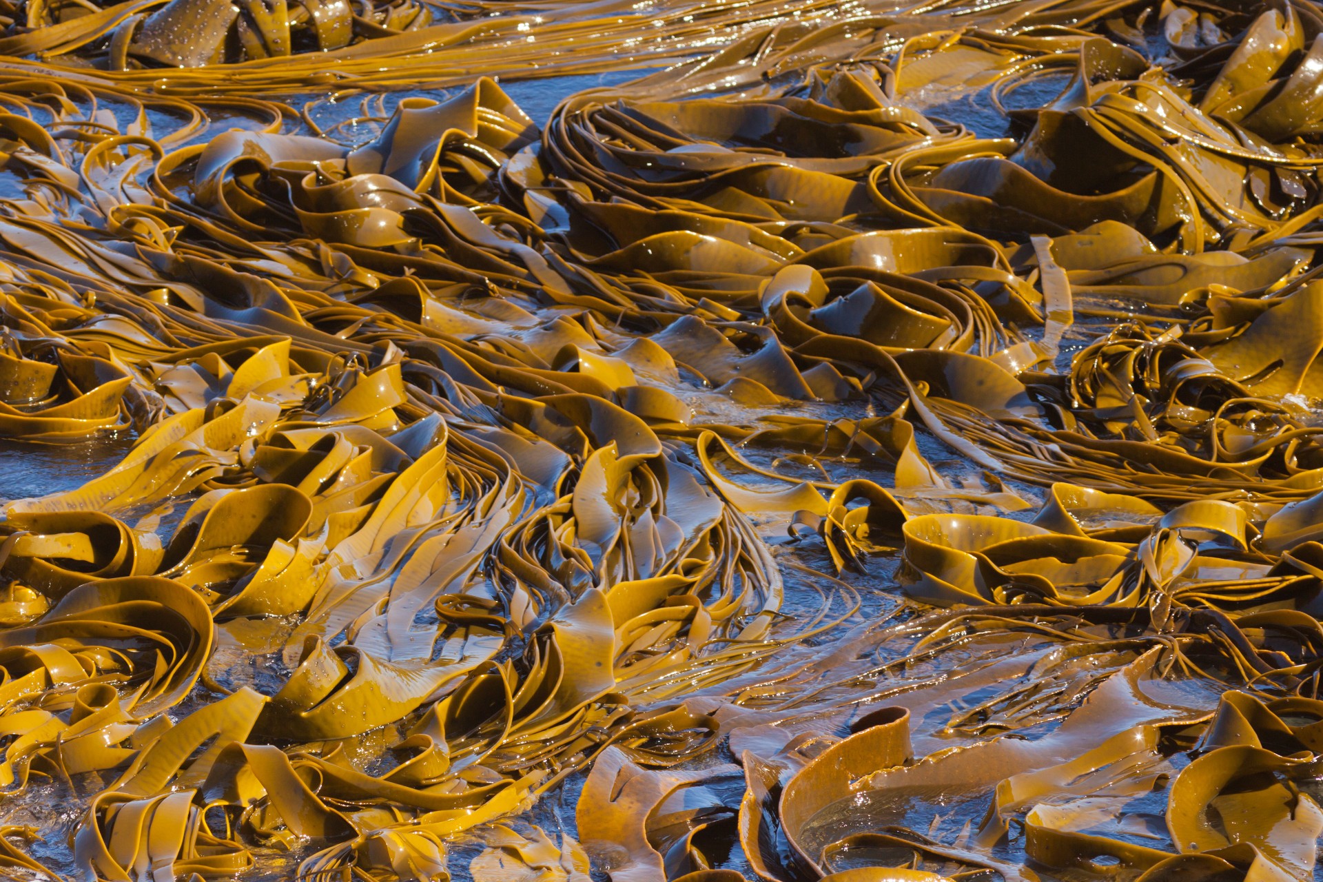 Bull Kelp or Durvillaea Antarctica blades floating on ocean surface background texture pattern