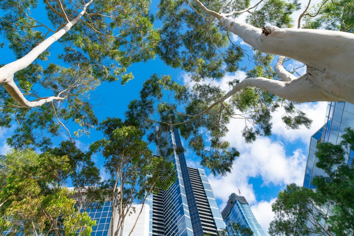 Towering city high-rise buildings around stack white gum tree trucks below from low point of view looking up., Melbourne, Australia.