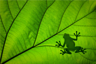A silhouette of a frog on a bright green leaf