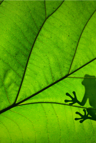 A silhouette of a frog on a bright green leaf