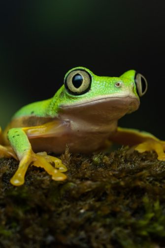 A bright, light green frog with a yellow underbelly and hands sits on a dark mossy branch.