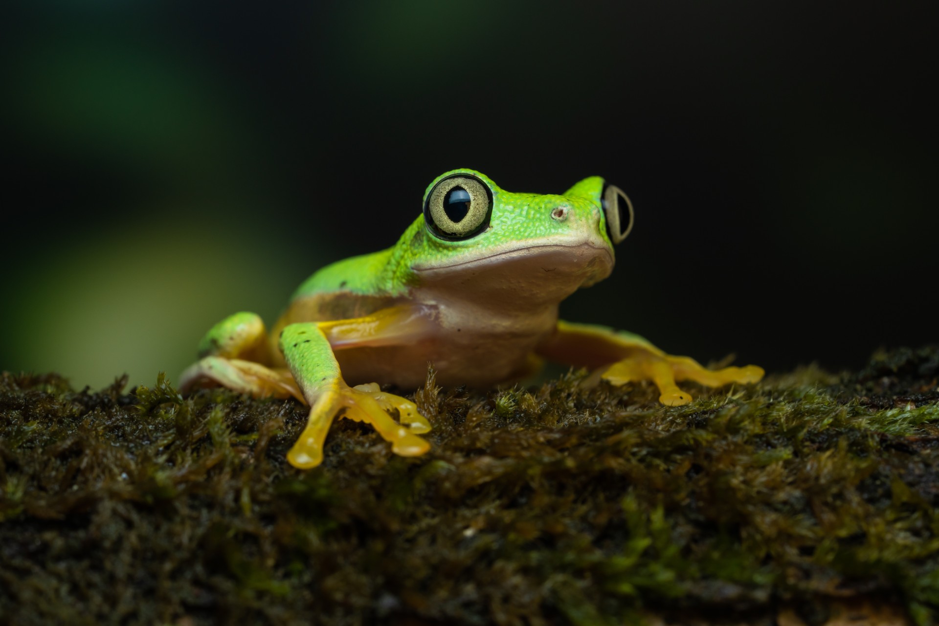A bright, light green frog with a yellow underbelly and hands sits on a dark mossy branch.