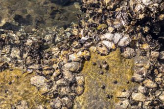 The Bioshelters team during the installation process at Blackwattle Bay. From left: Prof. M. Hank Haeusler, Prof. Yannis Zavoleas, Mrs Charlotte Firth and Mr Louis Lamont.