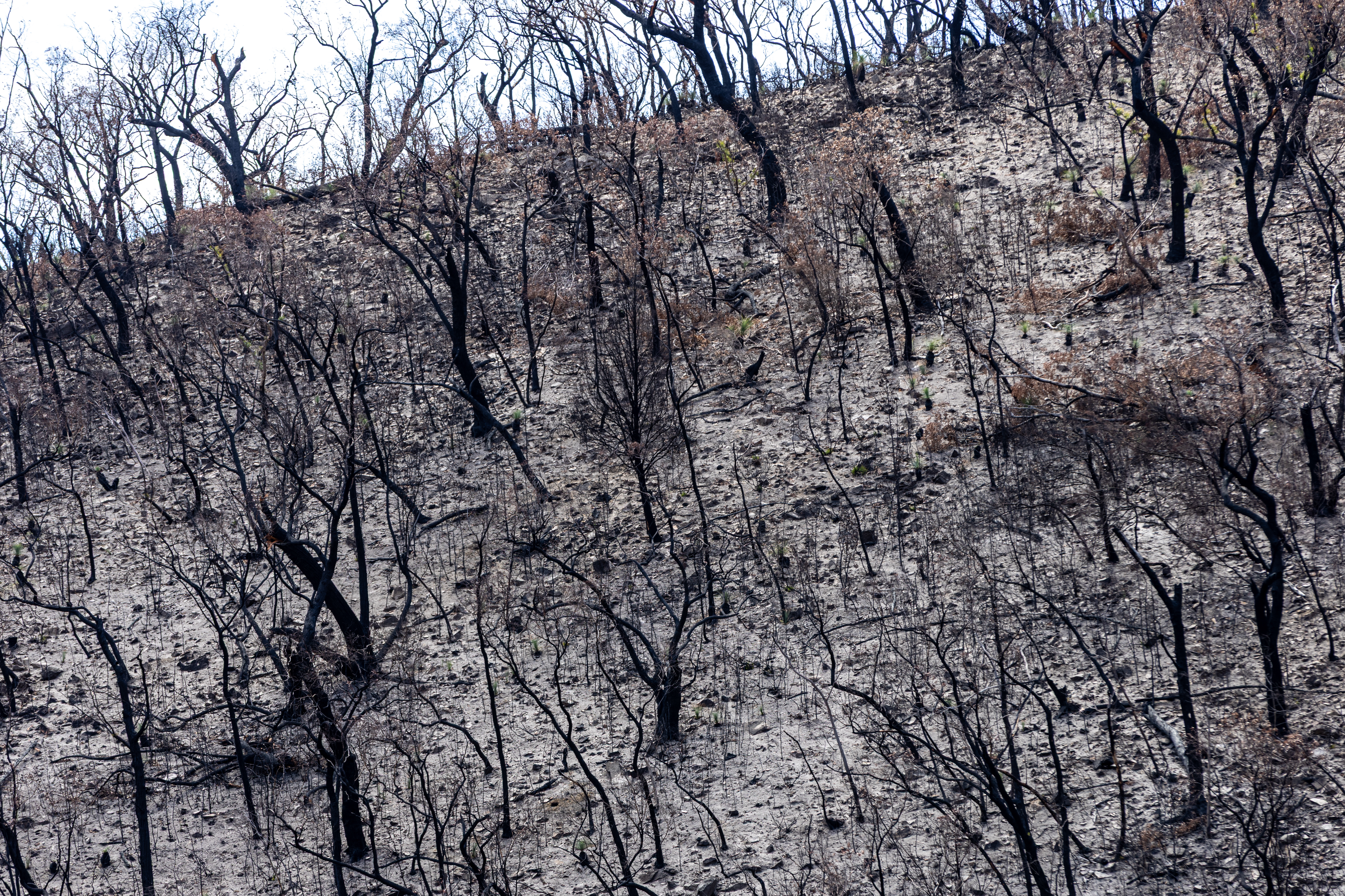 Bushfire damage from the 2025 bushfires started by lightning strikes  in the Grampians (Gariwerd) National Park.