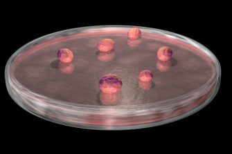 Diagram to show the BWP process for organoid sensing.