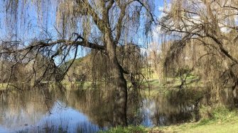 Stormwater Ponds at Centennial Park, Sydney.