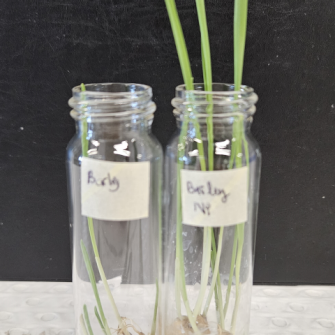 Nanoparticle seeds