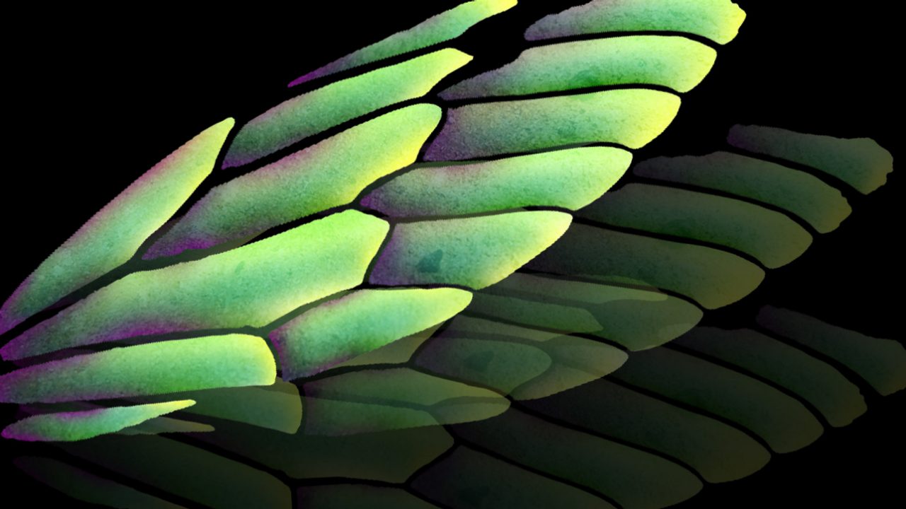 Graphic rendering of a moth wing with vivid colours. The wing is repeated, fading away as if in motion.