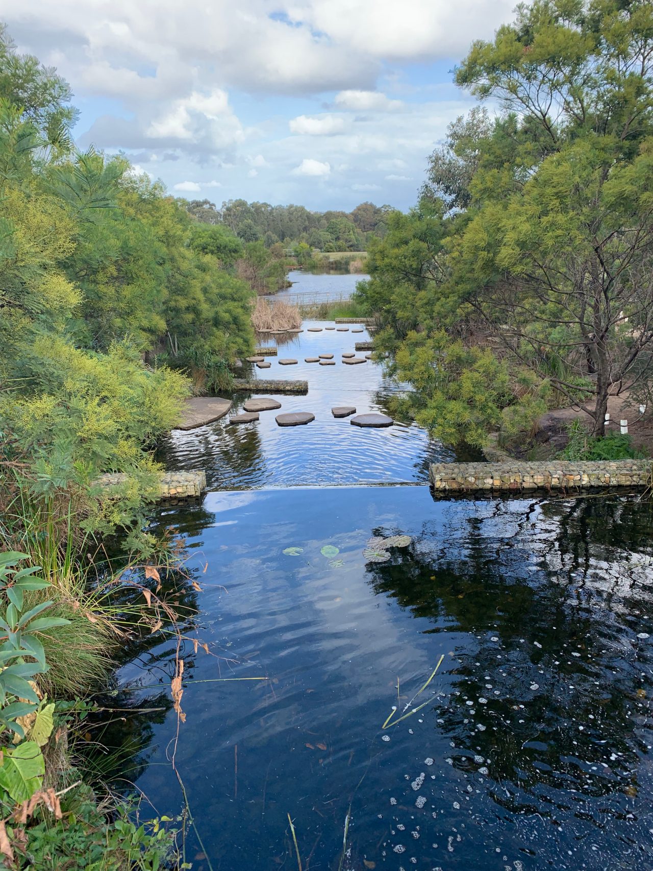 Series of wetlands at Sydney Park