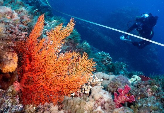 Scuba diver taking measurements of a coral reef (cropped)