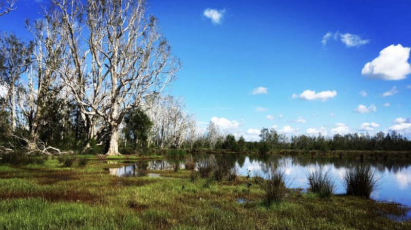 WRL welcomes new Government focus on Blue Carbon restoration