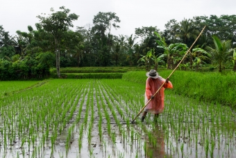 Photo of worker in field