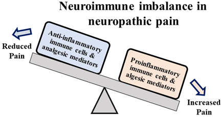 Neuroimmune pain imbalance in neuropathic pain