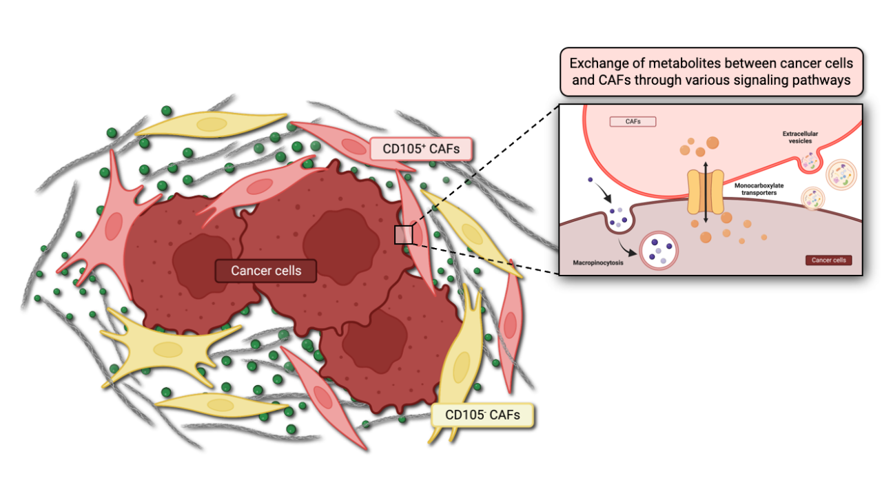 Investigating novel targetable mechanisms of metabolic cross-talk between pancreatic cancer cells and fibroblasts to improve response to current chemotherapy.