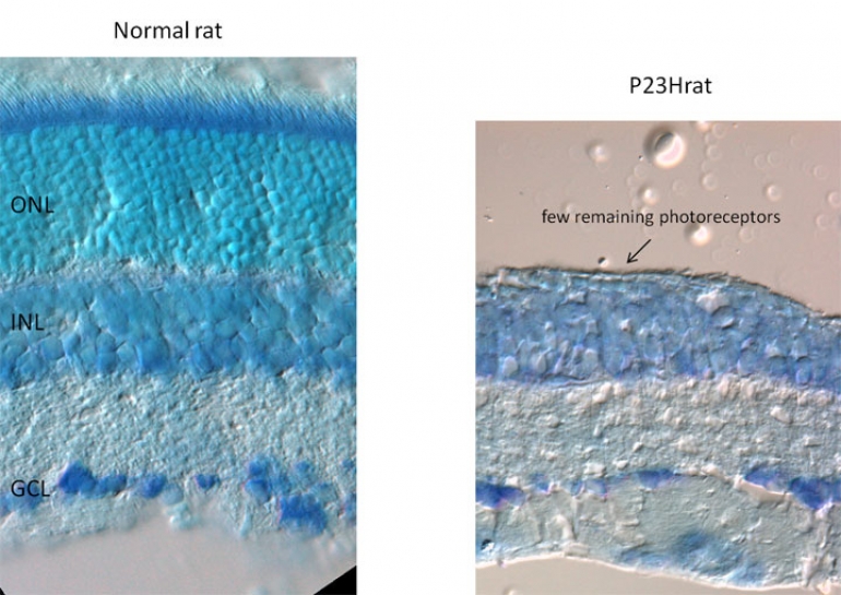 two cross sections showing the differences in retinal remodelling in rats
