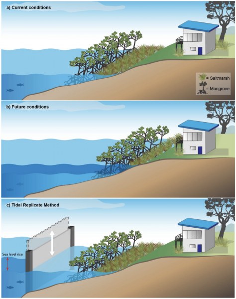Coastal wetlands can be saved from sea level rise by recreating past tidal regimes