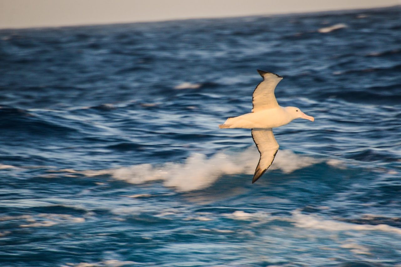 An albatross with its wings spread, gliding over waves in the Southern Ocean.