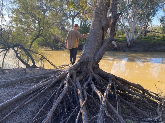 The exposed roots of a riverside tree seen during a Dharriwaa Elders Group Yuwaya Ngarra-li On Country induction