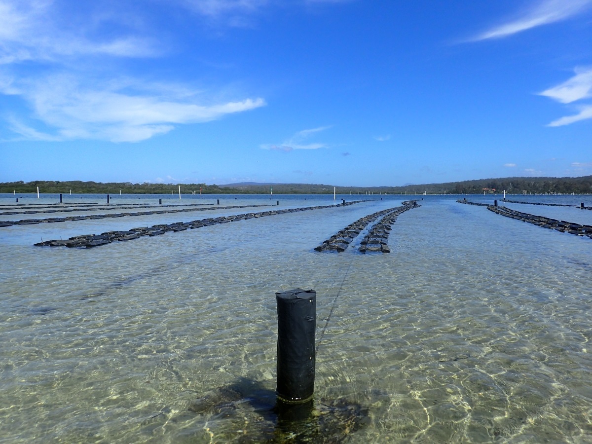 An aquaculture project led by the UNSW Water Research Laboratory (WRL) is one of 23 projects to receive funding from the The Australian and NSW Governments to support recovery and resilience-building in primary industry sectors impacted by the February and March 2021 storm and flood events.