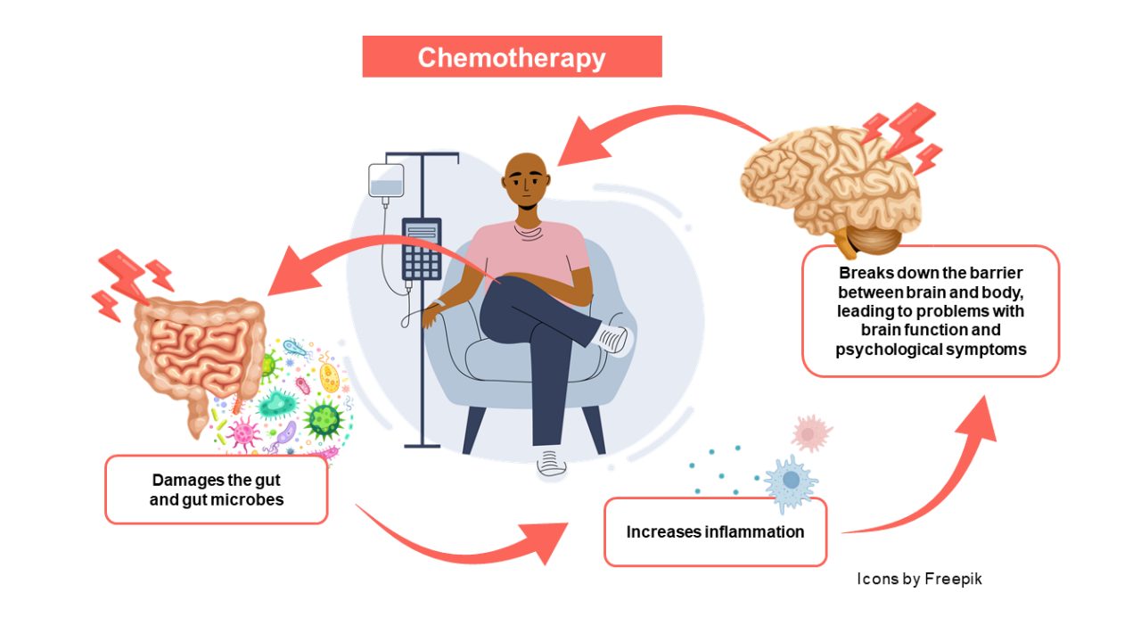 A diagram explaining how chemotherapy can cause "chemobrain"