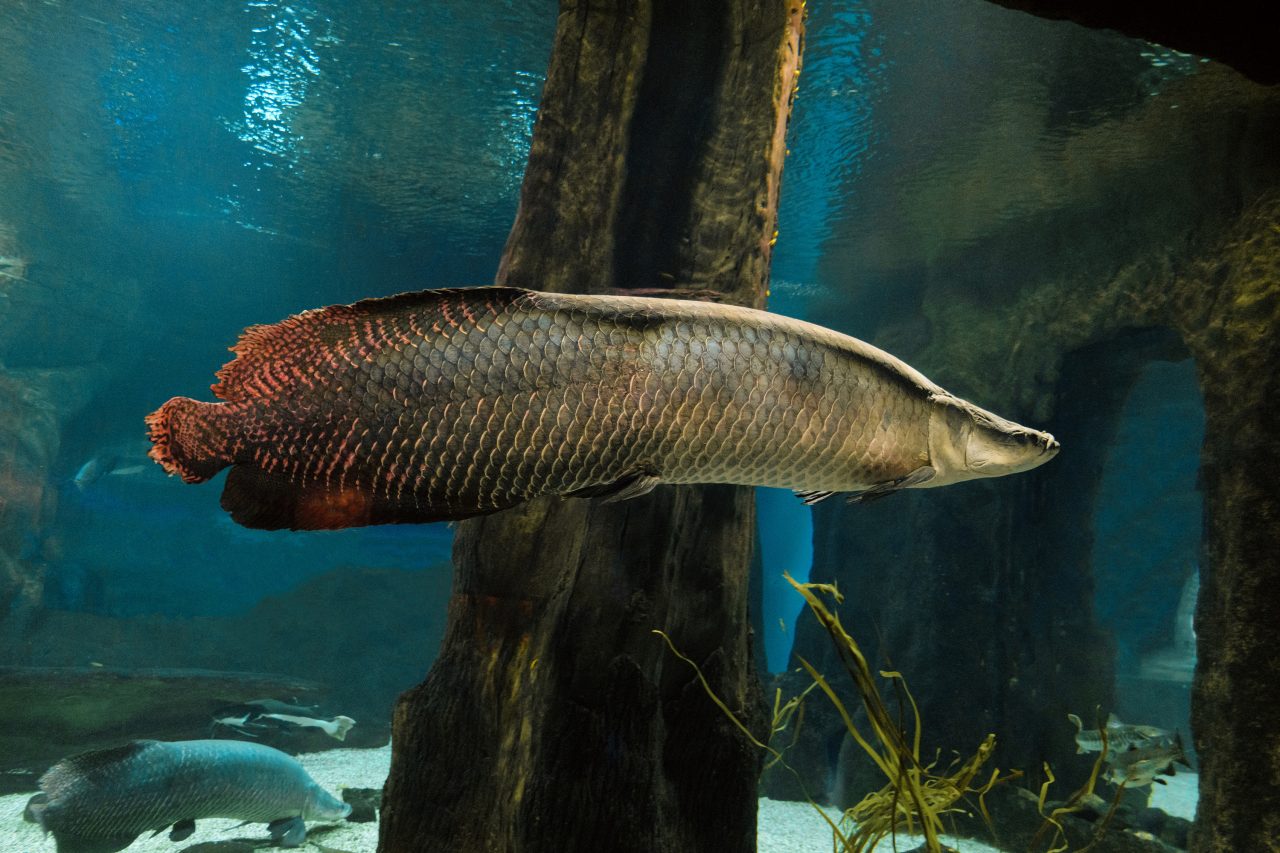 Arapaima. Big fish swims in water. Pirarucu (Arapaima gigas).