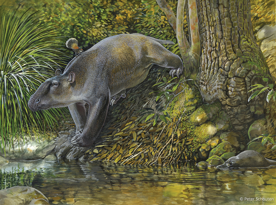 A painting of a trunked ‘marsupial tapir’ from the book Prehistoric Australasia: Visions of Evolution and Extinction. 