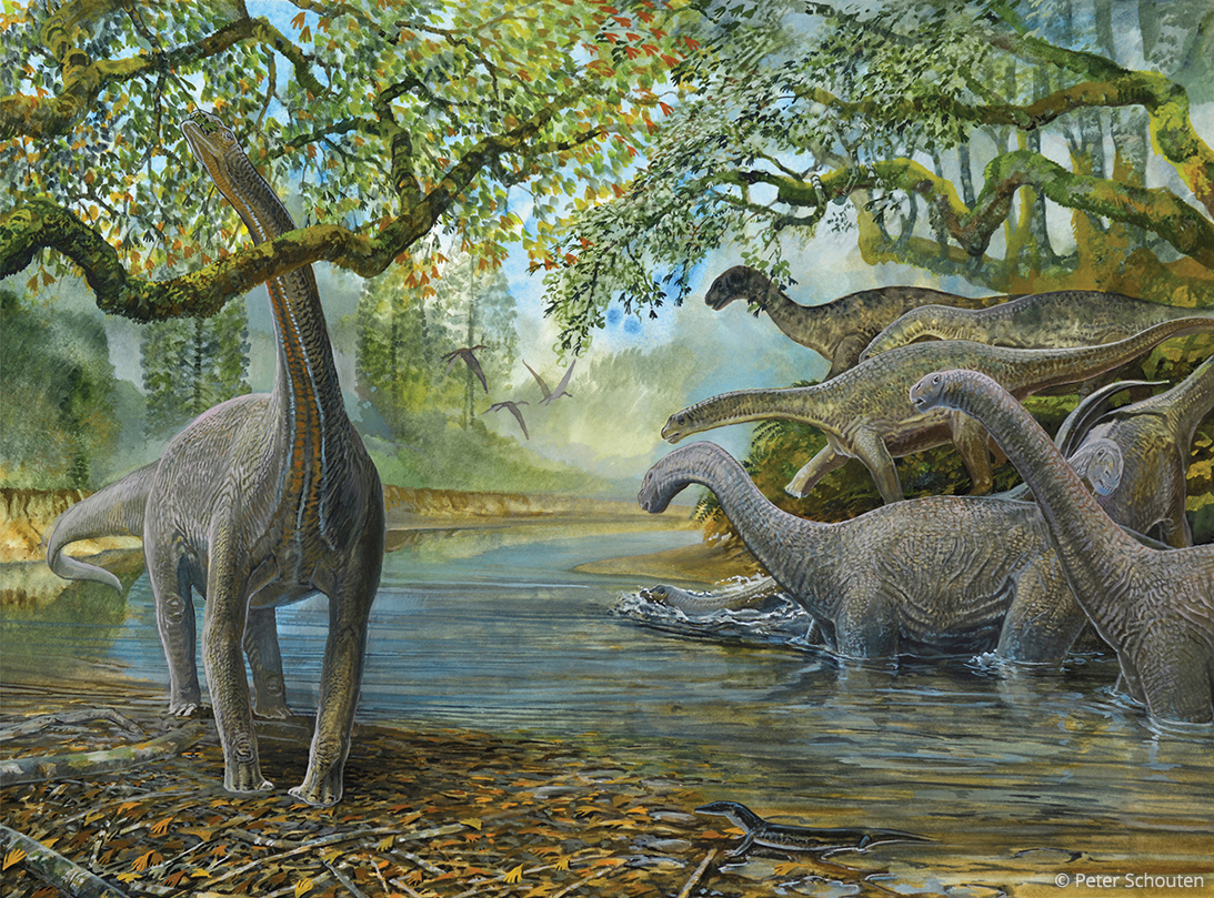 A recreation of some of the world's largest dinosaurs from the book Prehistoric Australasia: Visions of Evolution and Extinction.