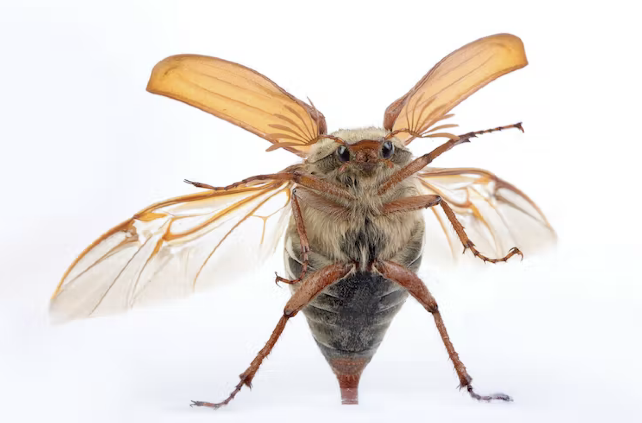 Maybug beetle flying up against a glass window