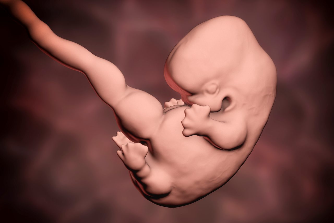 7-weeks human embryo, scientifically accurate 3D illustration