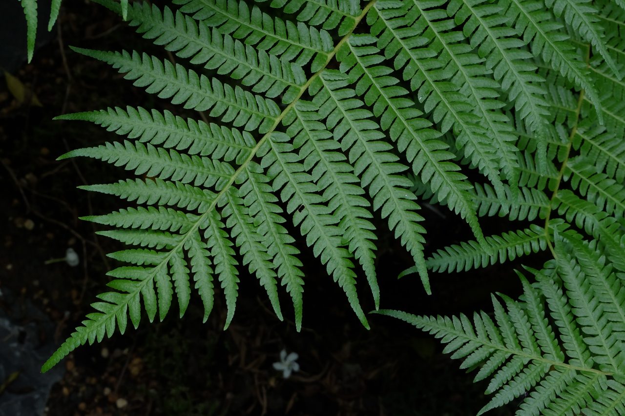 Each frond of a fern shoots off smaller versions of themselves. Sometimes, the frond pattern can even be seen in the leaves as well.