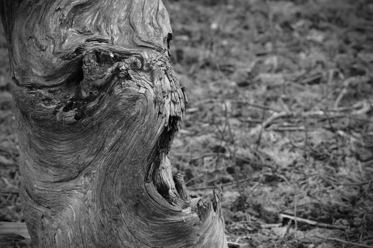 Closeup of a tree that looks like an angry face yelling, pareidolia