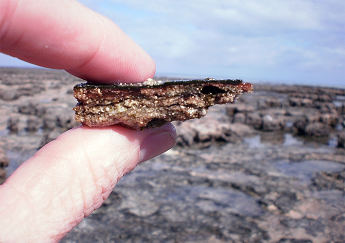 A close-up of a shard of stromatolite rock showing layers of sediment is held by a thumb and finger