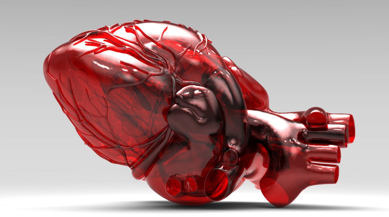 A lifesize model of a human heart made out of plastic