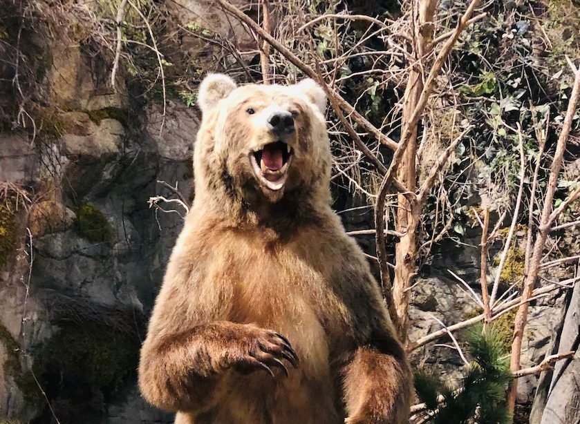 A brown bear stands on hind legs in the wild and growls