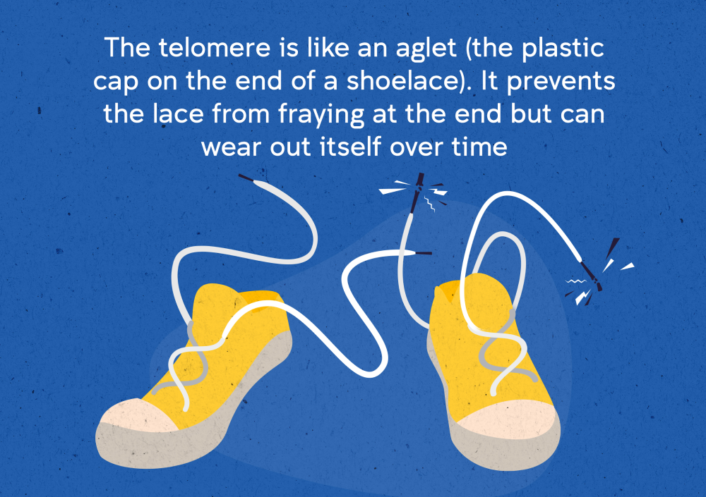 Telomere comparison with aglet on shoelaces