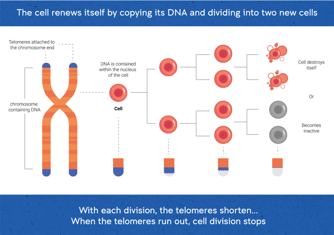 Telomere undergoing cell division