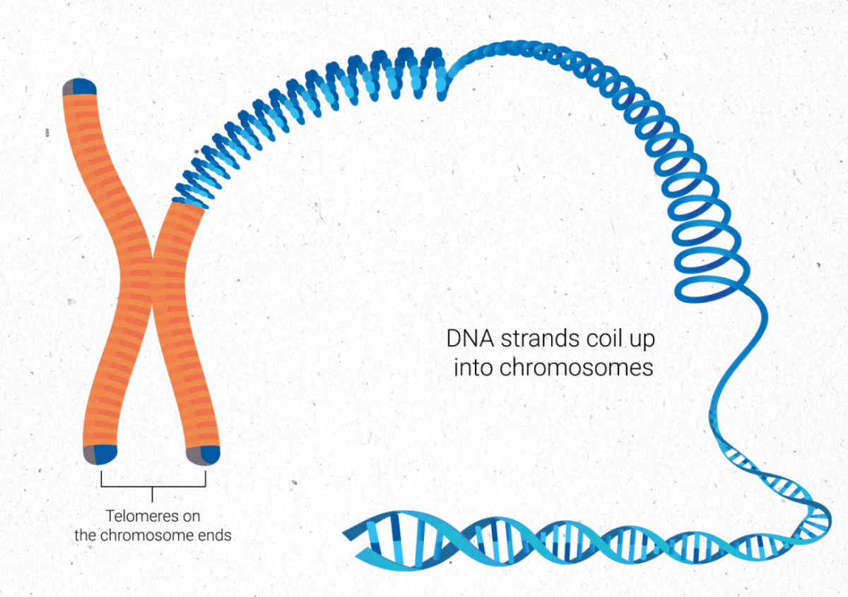 Telemore coils  on the end of chromosome s