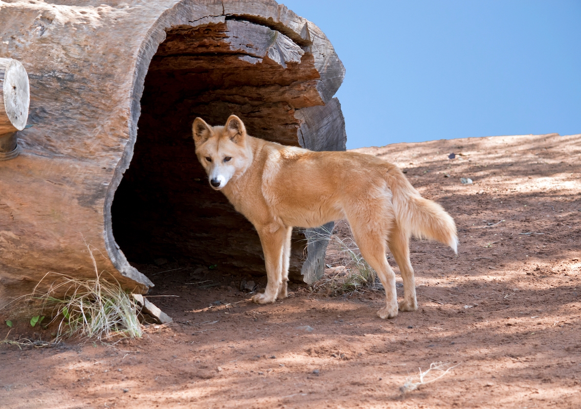 dingo entering a hollow tree