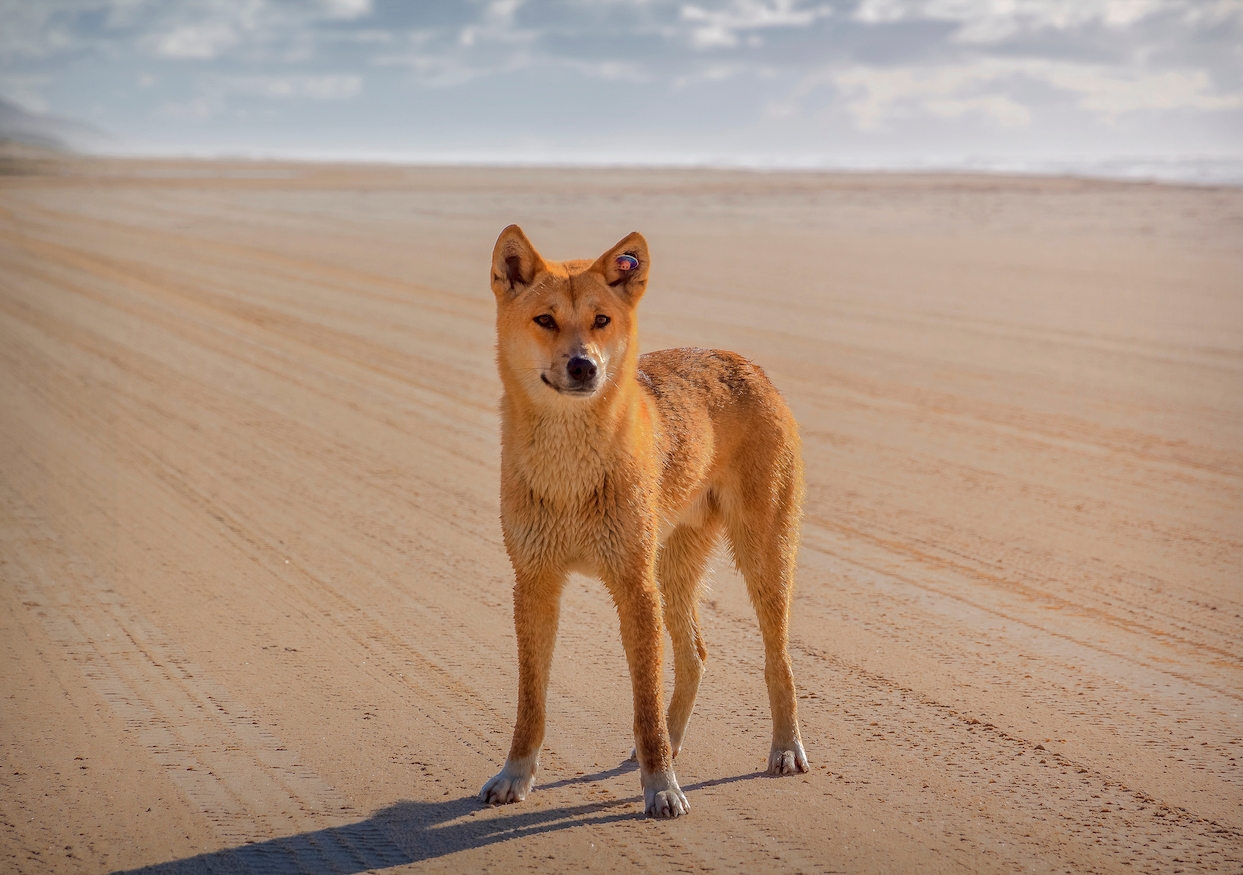 dingo on the sand