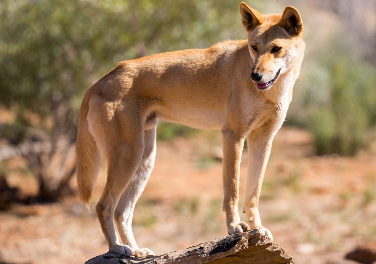 dingo stands on wooden log