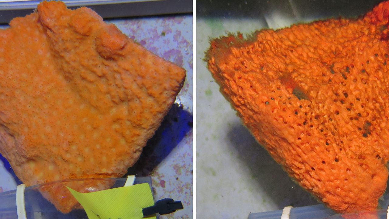 Healthy vs unhealthy sea sponge in the lab 