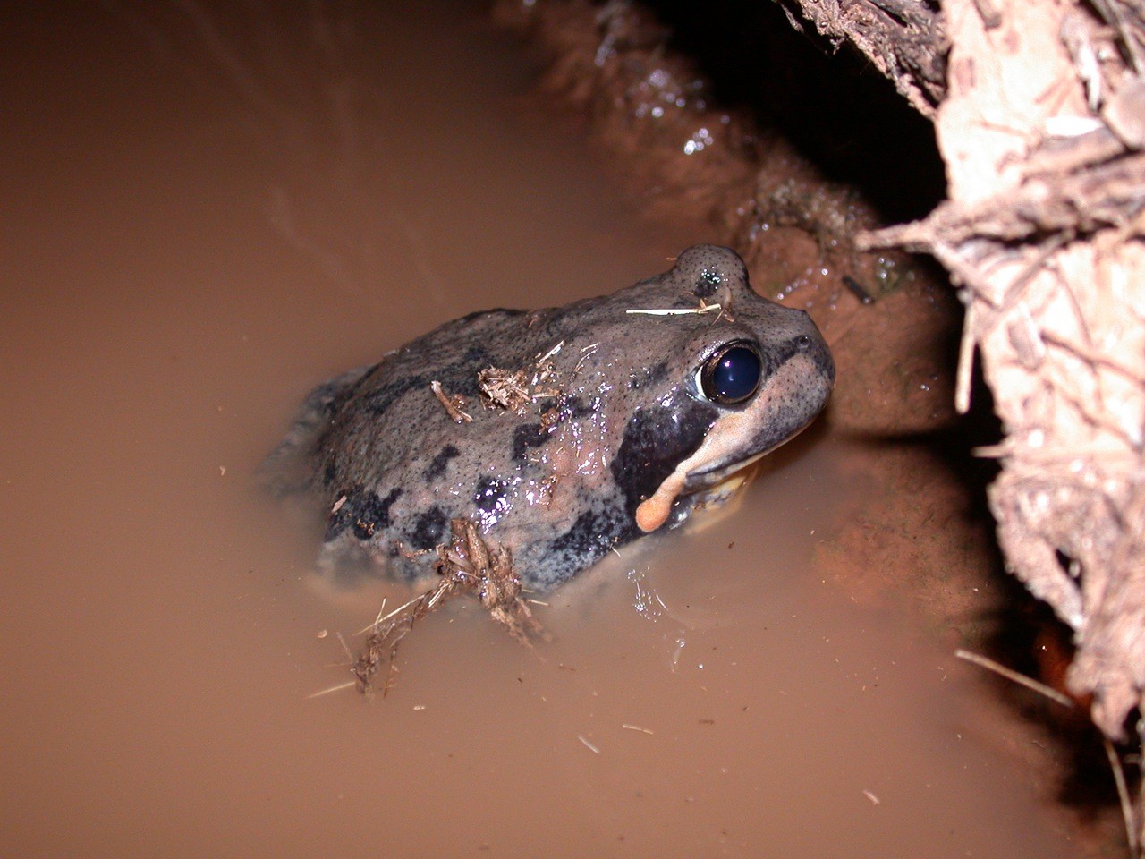 A photo of a giant banjo frog