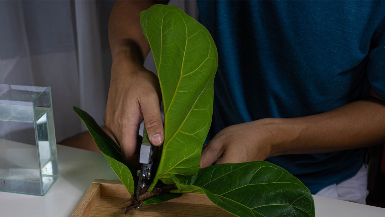 Person taking a plant cutting